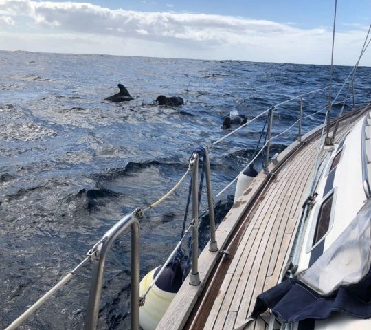 Sunset yacht in Los Gigantes