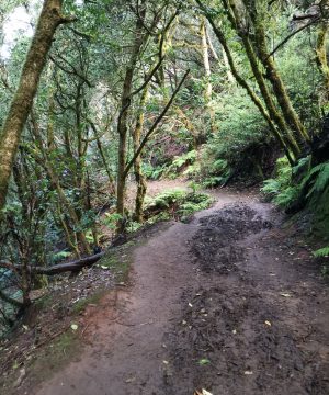 Reserva – Ruta guiada por Anaga y almuerzo en Chamorga