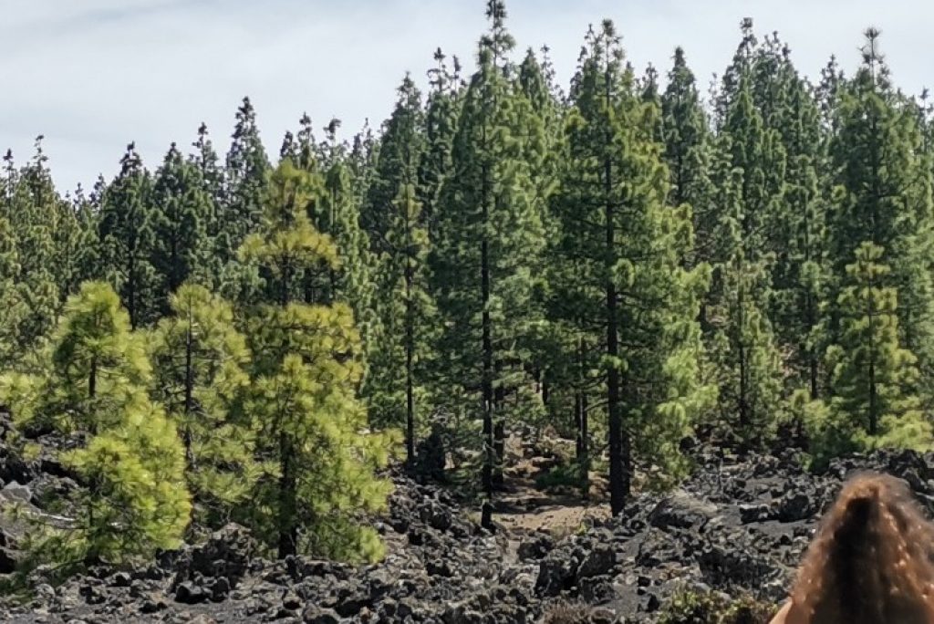 Perfect Day – A walk around the El Chinyero Volcano