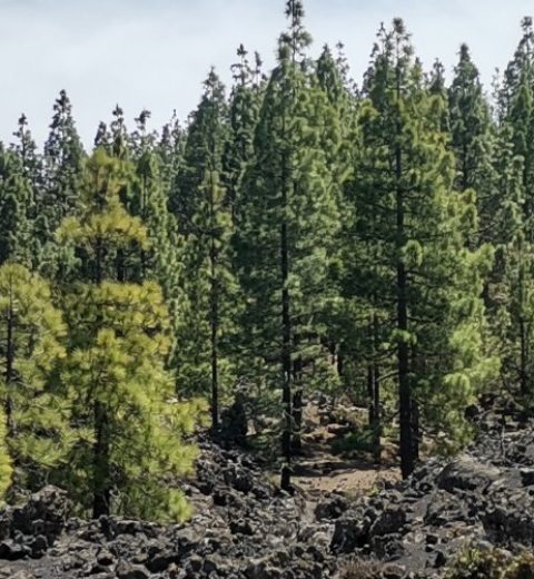 Why come to the Canary Islands?